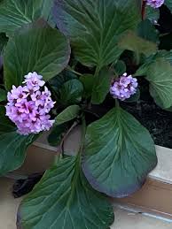 Attēlu rezultāti vaicājumam “Bergenia crassifolia flower”