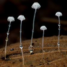 Attēlu rezultāti vaicājumam “Didymium squamulosum”