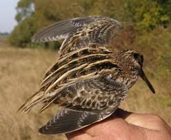 Image result for Lymnocryptes minimus