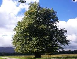 Attēlu rezultāti vaicājumam “Tilia x vulgaris”