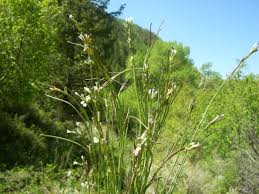 Attēlu rezultāti vaicājumam “Arabis glabra”