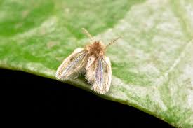 Attēlu rezultāti vaicājumam “Psychodidae”