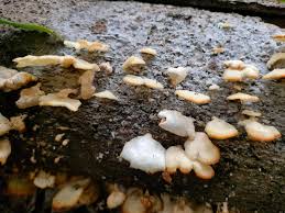 Attēlu rezultāti vaicājumam “Hemitrichia chrysospora sessile”