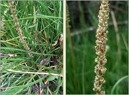 Attēlu rezultāti vaicājumam “Triglochin palustre fruit”