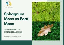 Attēlu rezultāti vaicājumam “Sphagnum”