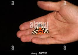 Attēlu rezultāti vaicājumam “Arctia caja imago”