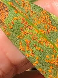 Attēlu rezultāti vaicājumam “Coleosporium sp.”