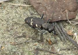 Attēlu rezultāti vaicājumam “Cicindela sylvatica”