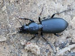 Attēlu rezultāti vaicājumam “Broscus cephalotes”