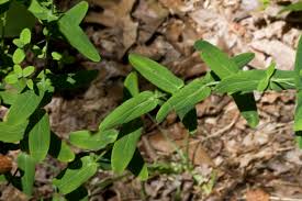 Attēlu rezultāti vaicājumam “Hypericum maculatum leaf”