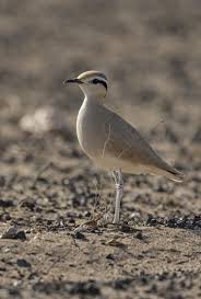 Image result for Cursorius cursor