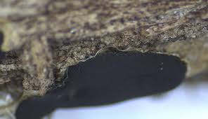 Attēlu rezultāti vaicājumam “Dianema depressum”