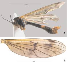 Attēlu rezultāti vaicājumam “Ptychoptera sp. female”