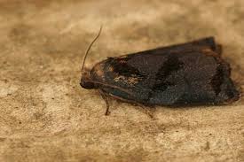 Attēlu rezultāti vaicājumam “Archips podana female”