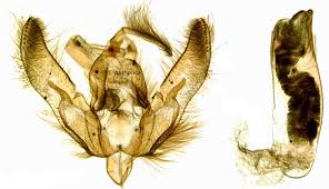 Attēlu rezultāti vaicājumam “Agrotis vestigialis”