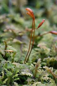 Attēlu rezultāti vaicājumam “Thuidium delicatulum”