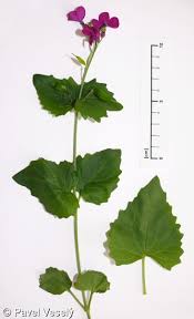Image result for Lunaria annua