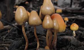 Attēlu rezultāti vaicājumam “Psilocybe sp.”