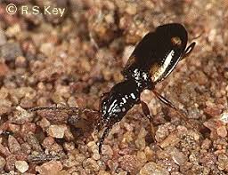 Attēlu rezultāti vaicājumam “Bembidion quadrimaculatum”