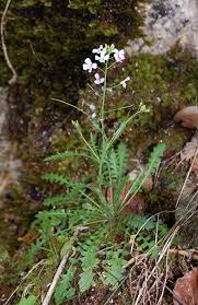 Attēlu rezultāti vaicājumam “Cardaminopsis arenosa leaf”