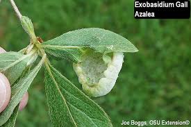 Attēlu rezultāti vaicājumam “Exobasidium vaccinii”