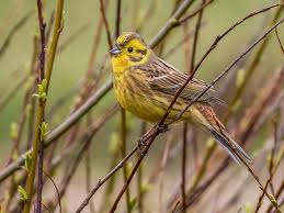 Attēlu rezultāti vaicājumam “Emberiza citrinella juvenile”