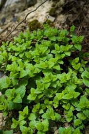 Attēlu rezultāti vaicājumam “Veronica chamaedrys leaf”