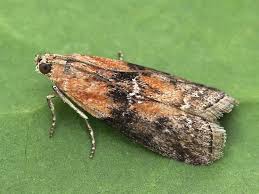 Attēlu rezultāti vaicājumam “Sciota adelphella”