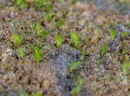 Attēlu rezultāti vaicājumam “Fissidens gracilifolius”