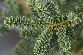 Attēlu rezultāti vaicājumam “Taxus baccata”