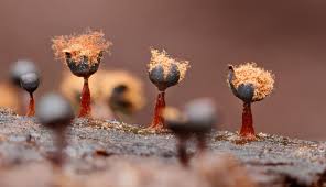 Attēlu rezultāti vaicājumam “Metatrichia floriformis stalked”