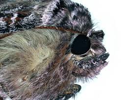 Attēlu rezultāti vaicājumam “Syngrapha interrogationis”