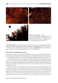 Attēlu rezultāti vaicājumam “Lamproderma debile”