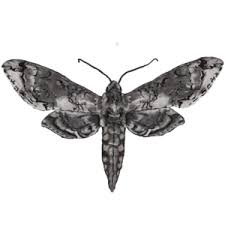 Attēlu rezultāti vaicājumam “Crambidae”