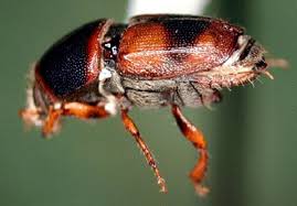 Attēlu rezultāti vaicājumam “Scolytus scolytus, Scolytus multistriatus”