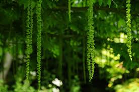 Attēlu rezultāti vaicājumam “Pterocarya fraxinifolia male flower”