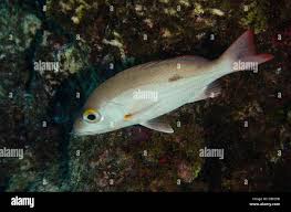 Image result for Lutjanus mahogoni