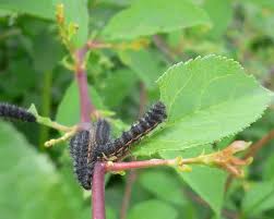 Attēlu rezultāti vaicājumam “Saturnia pavonia”