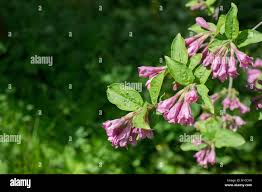 Attēlu rezultāti vaicājumam “Weigela praecox”