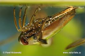 Attēlu rezultāti vaicājumam “Notonecta glauca”