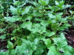 Image result for Neuseeländer Salat