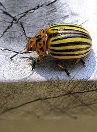 Attēlu rezultāti vaicājumam “Leptinotarsa decemlineata”