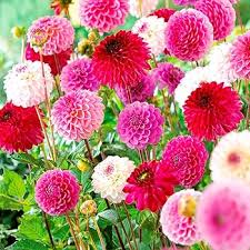Image result for Dahlia x pinnata `Pompon Lilliput`