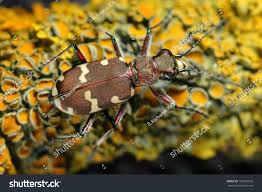 Attēlu rezultāti vaicājumam “Cicindela hybrida”