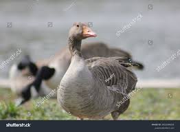 Attēlu rezultāti vaicājumam “Anser anser”