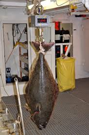 Image result for Hippoglossus hippoglossus