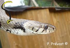 Attēlu rezultāti vaicājumam “Natrix natrix”