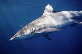 Image result for Carcharhinus brachyurus