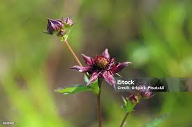Attēlu rezultāti vaicājumam “Comarum palustre flower”