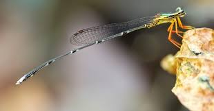 Attēlu rezultāti vaicājumam “Eupteryx vittata”